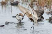 Dunlin, Yell, Shetland, Scotland, May 2004 - click for larger image