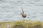 Dunlin, Mainland, Shetland, Scotland, June 2004 - click for larger image