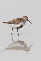 Dunlin, Ardalanish Bay, Mull, Scotland, June 2005 - click for larger image