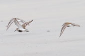 Dunlin, Ardalanish Bay, Mull, Scotland, June 2005 - click for larger image