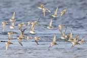 Dunlin, Tyninghame, East Lothian, Scotland, October 2006 - click for larger image