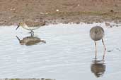 Juvenile Dunlin with Redshank, Tynninghame, East Lothian, Scotland, October 2002 - click for larger image