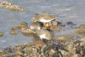 Dunlin, Musselburgh, Scotland, November 2002 - click for larger image