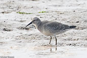 Red Knot, Walton Backwater, Essex, England, September 2017 - click for larger image