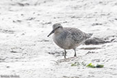 Red Knot, Walton Backwater, Essex, England, September 2017 - click for larger image