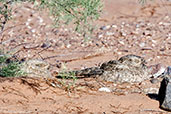 Egyptian Nightjar, Merzouga, Morocco, April 2014 - click for larger image