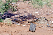 Egyptian Nightjar, Merzouga, Morocco, April 2014 - click for larger image