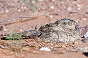 Egyptian Nightjar, Merzouga, Morocco, April 2014 - click for larger image