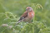 Male Linnet, Cape Clear, Co. Cork, Ireland, July 2005 - click for larger image