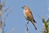 Male Linnet, La Brosse, France, April 2007 - click for larger image