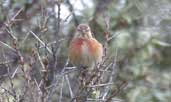 Male Linnet, Aberlady Bay, East Lothian, Scotland, June 2002 - click for larger image