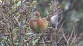 Male Linnet, Aberlady Bay, East Lothian, Scotland, June 2002 - click for larger image