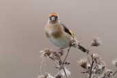 Juvenile Goldfinch, Aldeburgh, Suffolk, England, September 2005 - click for larger image