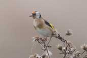 Juvenile Goldfinch, Aldeburgh, Suffolk, England, September 2005 - click for larger image