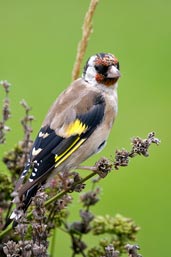 Juvenile Goldfinch, Monks Eleigh, Suffolk, England, September 2007 - click for larger image