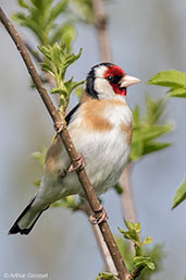 Goldfinch, Monks Eleigh, Suffolk, England, September 2007 - click for larger image