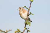 Juvenile Goldfinch, Aberlady Bay, East Lothian, Scotland, September 2002 - click for larger image