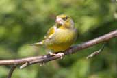 Male Greenfinch, Edinburgh, Scotland, April 2005 - click for larger image