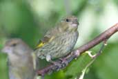 Juvenile Greenfinch, Edinburgh, Scotland, June 2005 - click for larger image