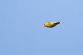 Greenfinch, Monks Eleigh, Suffolk, England, May 2008 - click for larger image