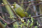 Male Greenfinch, Edinburgh, Scotland, February 2003 - click for larger image