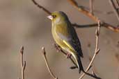 Male Greenfinch, Edinburgh, Scotland, February 2003 - click for larger image