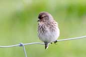 Twite, Mainland, Shetland, Scotland May 2004 - click for larger image