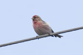 Redpoll, Loch Uisg, Mull, Scotland, June 2005 - click for larger image