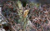 Siskin, Insh Marshes, Scotland, December 2000 - click for larger image