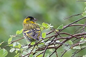 Siskin, Kingussie, Scotland, June 2012 - click for larger image