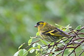 Siskin, Kingussie, Scotland, June 2012 - click for larger image