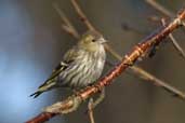 Female Siskin, Edinburgh, Scotland, February 2003 - click for larger image