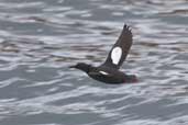 Black Guillemot, Kinlochbervie, Scotland, May 2005 - click for larger image