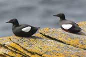 Black Guillemot, Westray, Orkney, Scotland, May 2003 - click for larger image