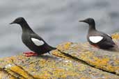 Black Guillemot, Westray, Orkney, Scotland, May 2003 - click for larger image