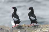 Black Guillemot, Westray, Orkney, Scotland, May 2003 - click for larger image