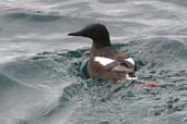 Black Guillemot, Orkney, Scotland, May 2003 - click for larger image