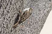 Short-toed Treecreeper, Ronda, Spain, March 2017 - click for larger image