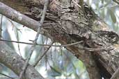 Short-toed Treecreeper, Ag. Irini Gorge, Crete, November 2002 - click for larger image