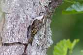 Treecreeper, Insh Marshes, Highland, Scotland, August 2005 - click for larger image