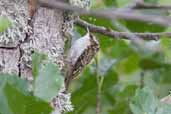 Treecreeper, Insh Marshes, Highland, Scotland, August 2005 - click for larger image