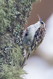 Treecreeper, Loch an Eilein, Scotland, June 2012 - click for larger image