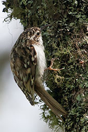 Treecreeper, Loch an Eilein, Scotland, June 2012 - click for larger image