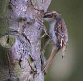 Treecreeper, Tyninghame, East Lothian, Scotland, June 2002 - click for larger image
