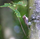Treecreeper, Tyninghame, East Lothian, Scotland, June 2002 - click for larger image