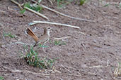 Rufous Scrub-robin, Merzouga, Morocco, April 2014 - click for larger image