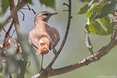 Rufous Scrub-robin, Sous Valley, Morocco, April 2014 - click for larger image