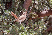 Rufous Scrub-robin, Sous Valley, Morocco, April 2014 - click for larger image