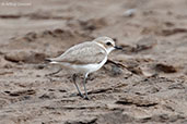 Kentish Plover, Oued Souss, Morocco, May 2014 - click for larger image