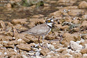 Little Ringed Plover, Merzouga, Morocco, April 2014 - click for larger image